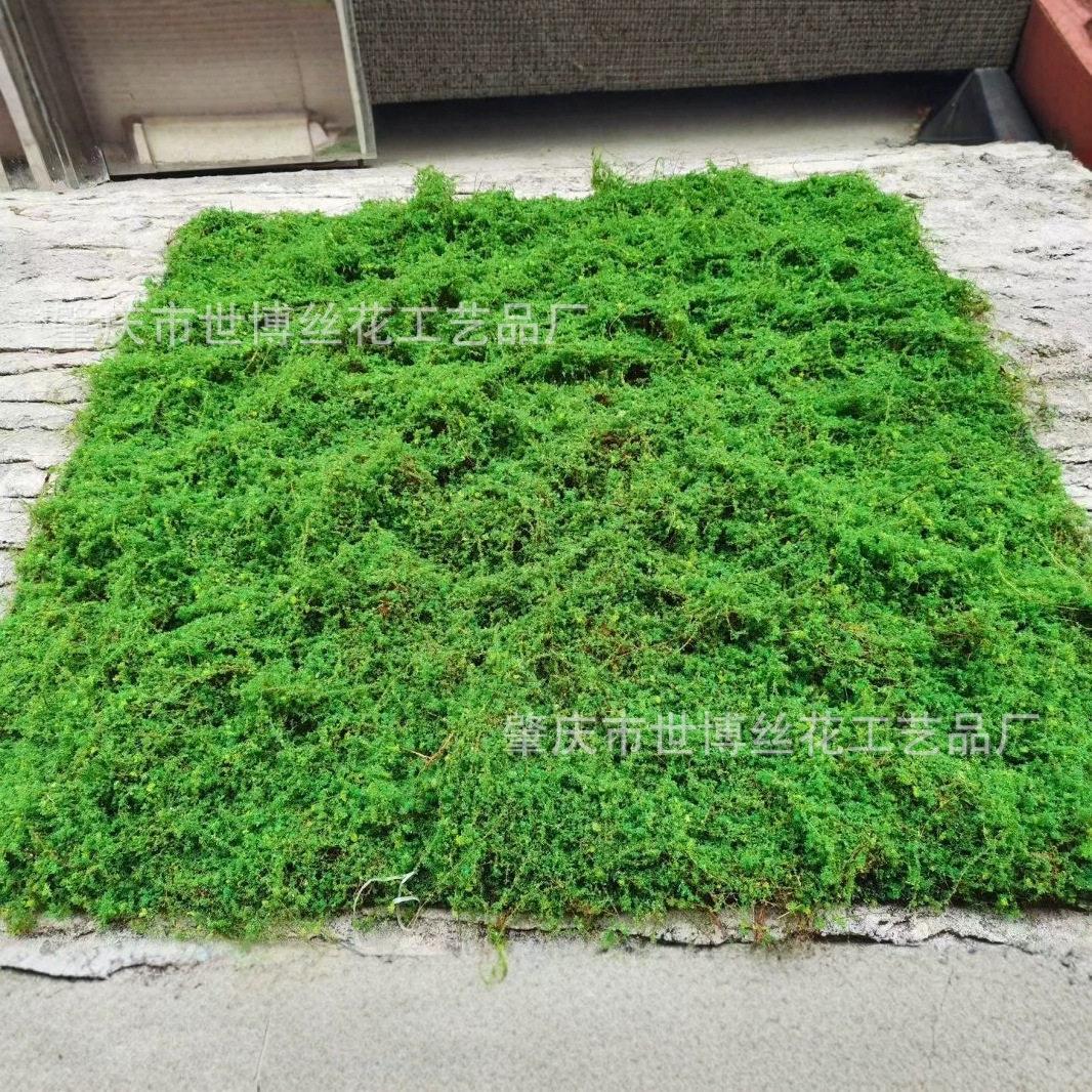 仿真苔藓棕丝苔藓假苔藓青苔植物墙微景观仿真苔藓草皮草坪绿植