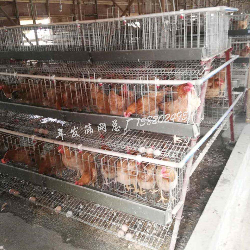 广州工厂出口养殖蛋鸡笼具饮水系统全自动配备蛋鸡饲养铁丝笼