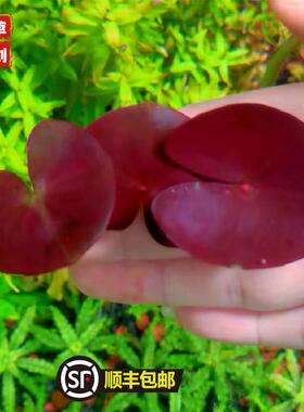 ADA睡莲迷你型睡莲稀有水草红色睡莲南美缸生态缸水草中后景淡水