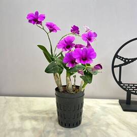 5苗带花红泼墨，石斛室内盆栽花卉绿植石斛，兰水培水养懒人