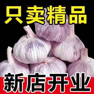 【赔钱冲量】中牟现挖紫皮大蒜头干蒜头新鲜蒜瓣辛辣调味包邮