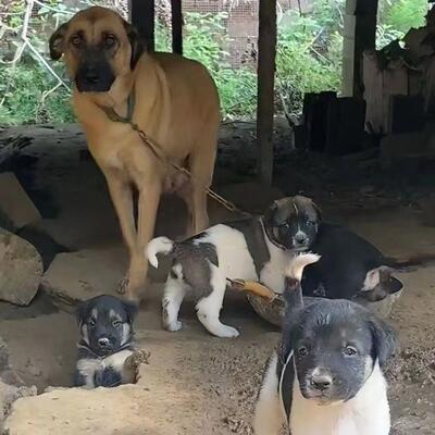 巨型土狗桃檐中型犬家养