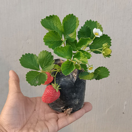 草莓苗可食用四季新特，大家庭种植带果土露天开花地大棚农场原室内