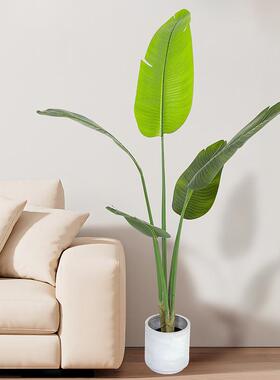 真双杆胶布景人蕉盆栽室内造绿植装饰仿LEJ摆件多规格旅旅人蕉现
