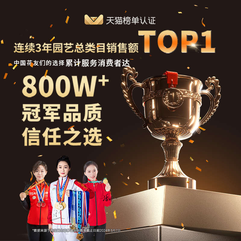 三角梅盆栽带花绿樱红樱垂丝老桩特大苗阳台爬藤重瓣四季开花绿植