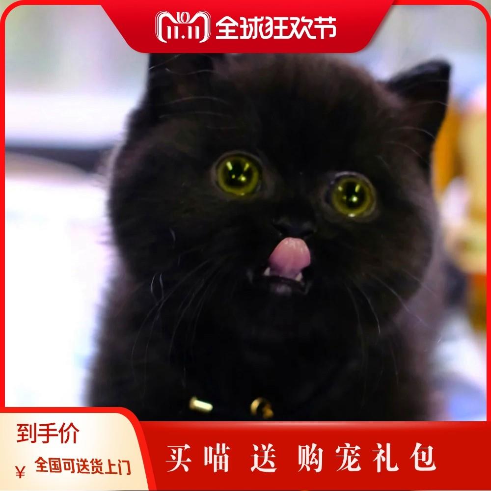 纯黑矮脚孟买黑煤球猫纯黑玄猫纯白乳白矮脚曼基康幼崽活体