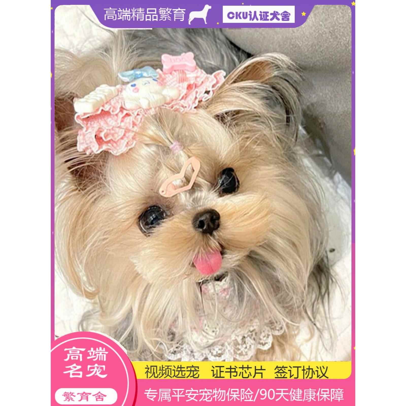 纯种超小体约克夏幼犬茶杯犬马尔济斯马尔泰小型犬赛级宠物狗活体