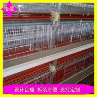 创意肉鸡笼全套安装 新款 一条龙清粪带设备厂家可出口