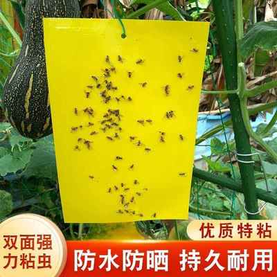 粘虫板物理除虫双面针蜂黏板诱捕贴实蝇诱粘板农用大棚效果好园艺