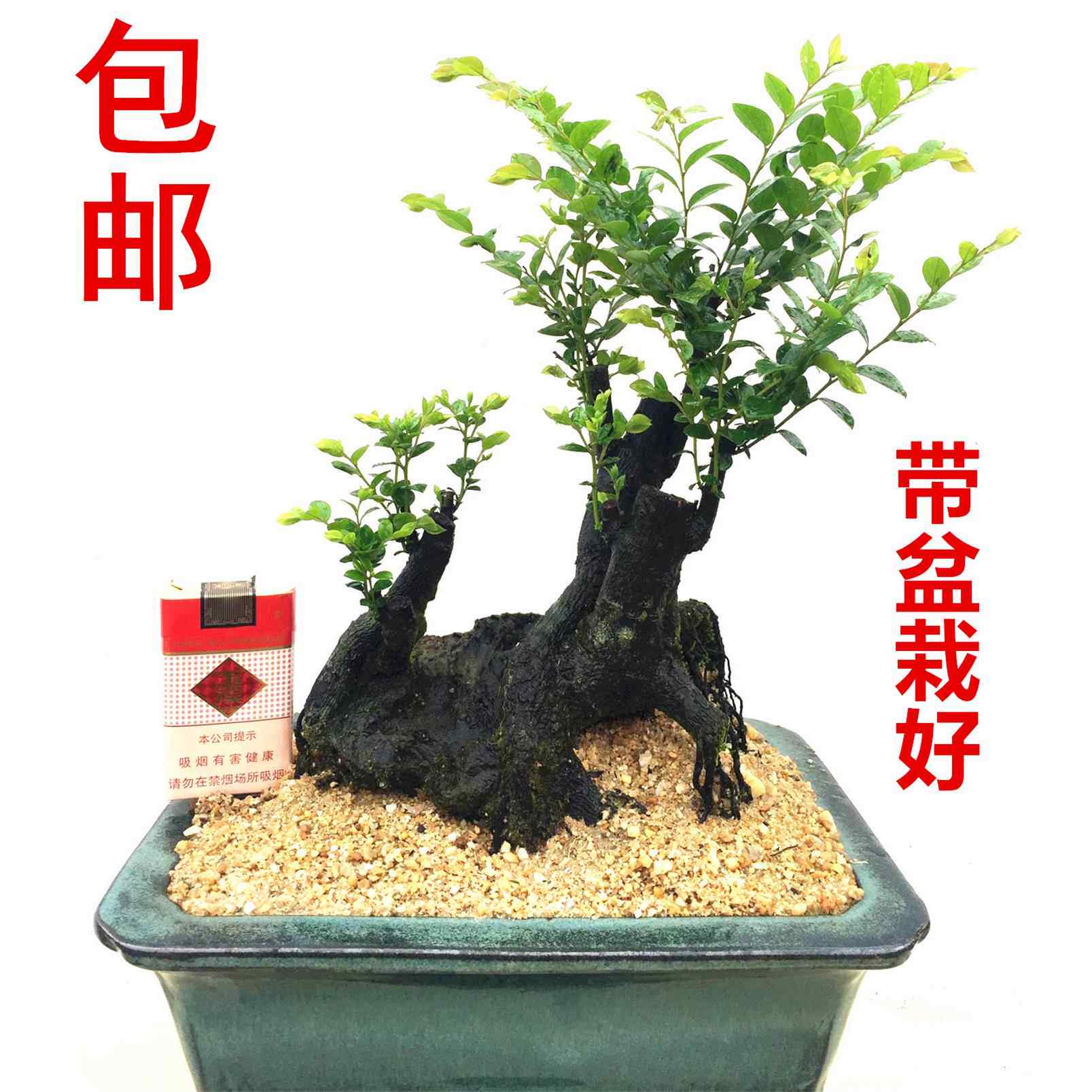 岭南盆景小叶紫檀树桩室内室外客厅树苗黑骨茶盆栽绿植物老桩耐寒