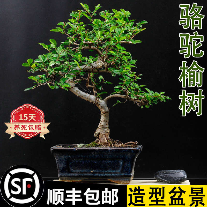 老桩小叶榆树造型盆景绿植室内书房桌面好养四季常青美观懒人陶瓷