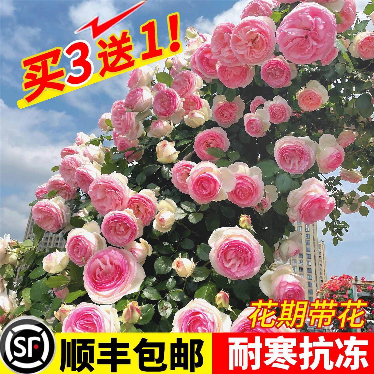 爬藤月季四季开花蔷薇花苗藤本月季大苗特大花庭院植物爬墙玫瑰花
