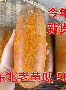 东北特产老黄瓜农家自种新鲜蔬菜炖汤凉菜麻皮农产品一件5斤包邮
