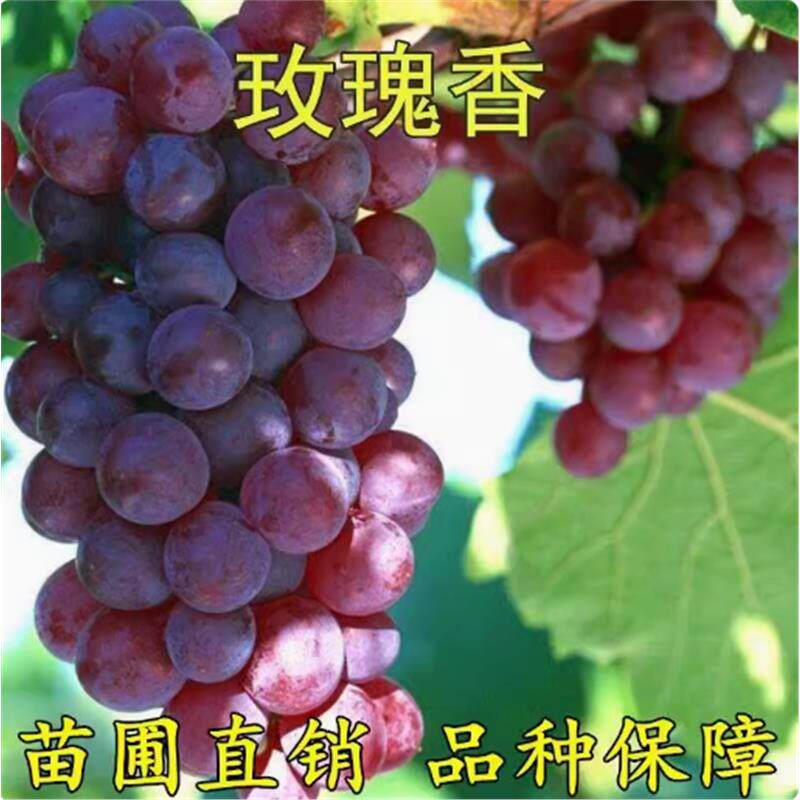 玫瑰香葡萄苗盆栽地栽葡萄树苗丛玫瑰葡萄当林年结果南方北方种植
