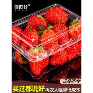 草莓盒子包装盒一次性草莓打包盒透明带托塑料盒子泡沫水果保鲜盒