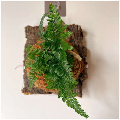 小植之家 狼尾蕨盆栽植物银线蕨室内桌面蕨类绿植墙微景观雨林缸