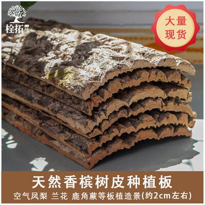 天然软木香槟树真树皮厚板蝴蝶兰鹿角蕨板植空气凤梨兰花种植板
