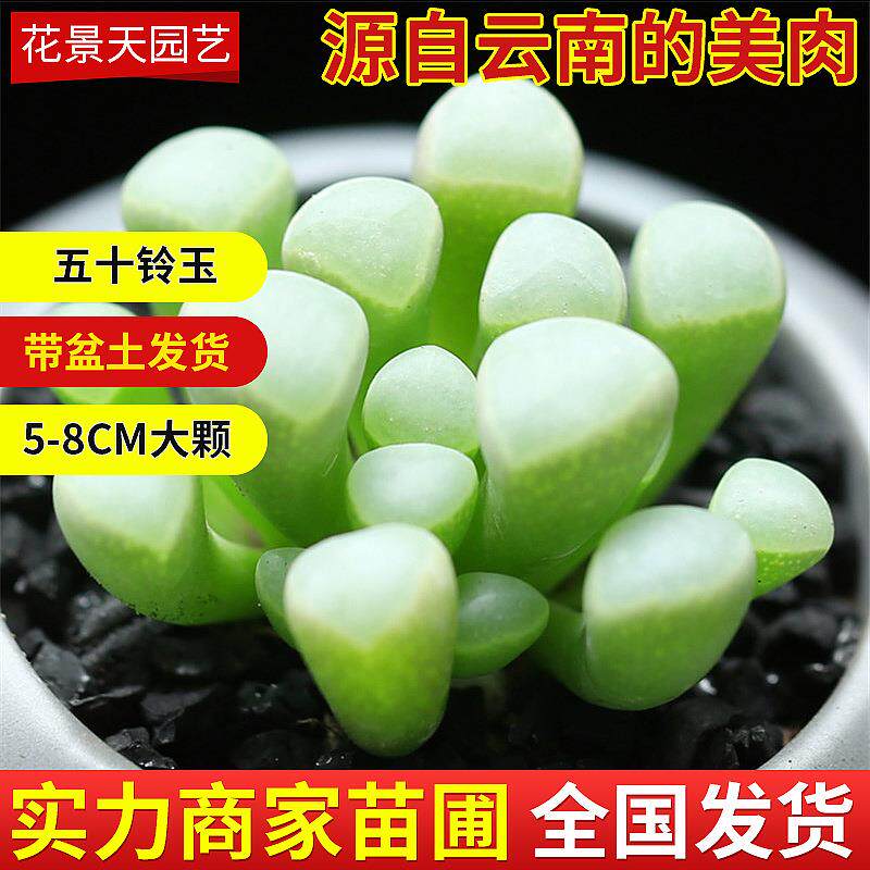 五十铃玉多肉植物摆地摊大棚肉肉植物云南绿植盆景小多肉