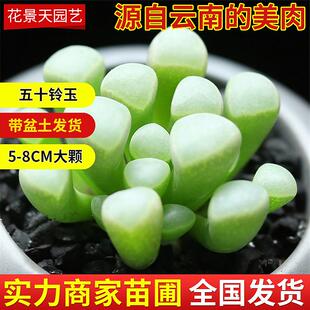 五十铃玉多肉植物摆地摊大棚肉肉植物云南绿植盆景小多肉