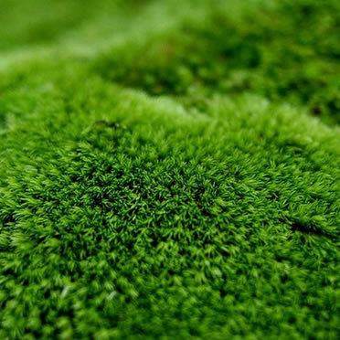 白发藓苔藓微景观生态瓶装饰用新鲜青苔盆栽小白发藓DIY布置