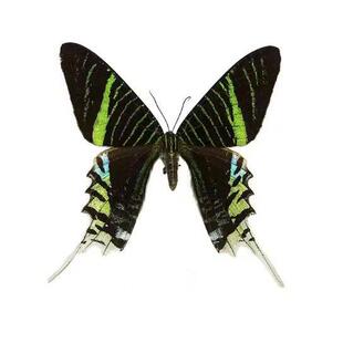 月亮蛾日落蛾金燕蛾真蝴蝶原蝶标本动物展翅相框礼物收藏礼品礼物