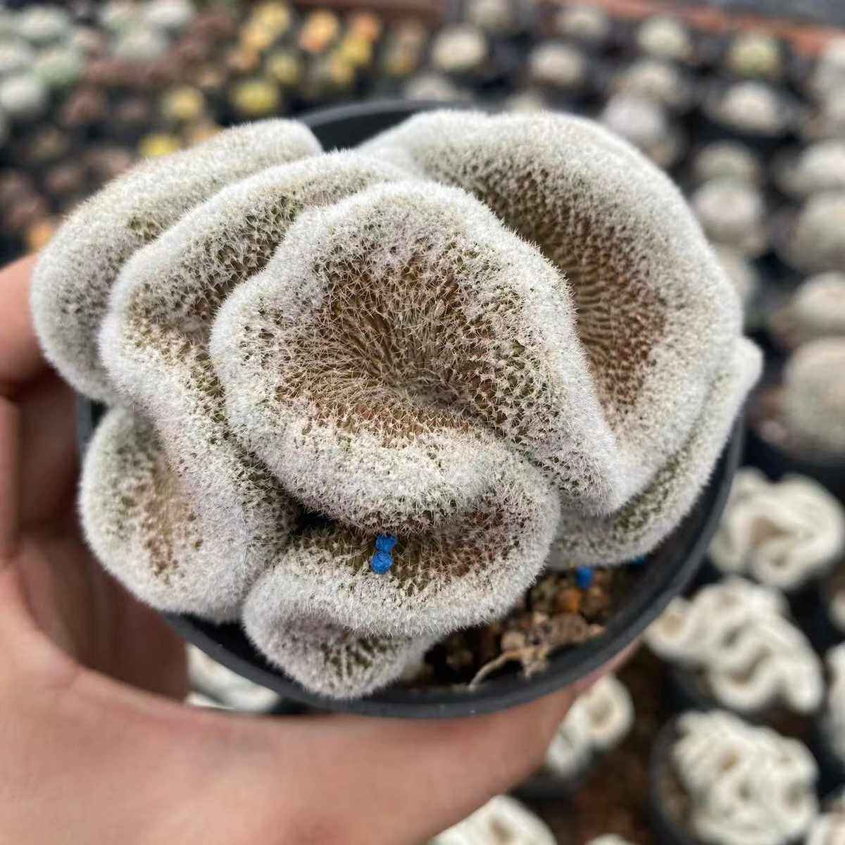 密刺缀化仙人球进口稀有品种自根开花仙人掌趣味盆栽多肉植物阳台