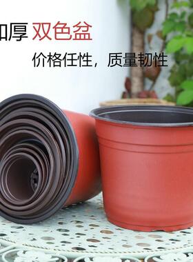 双色双色育苗育苗红色绿植花瓶