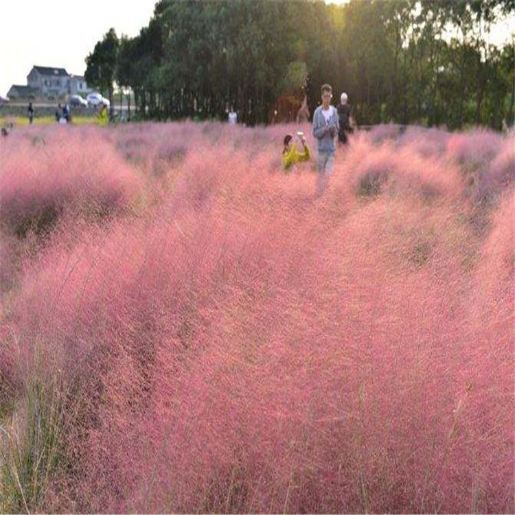 散装粉黛乱子草种毛芒乱子草花海粉米利庭院花卉多年生观赏四季播