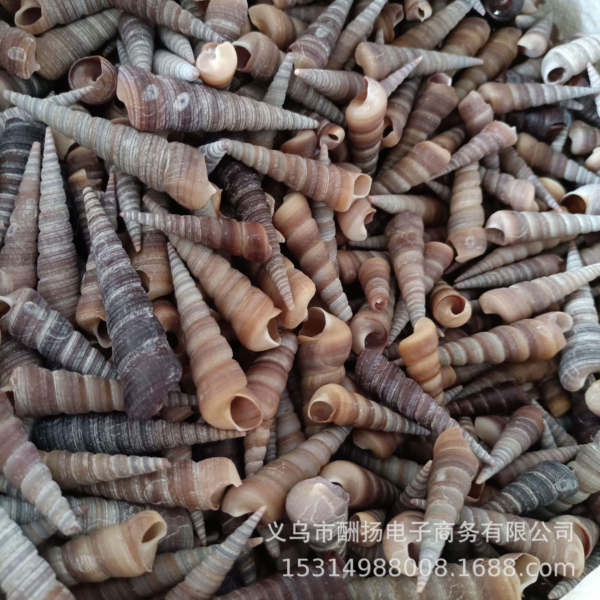 天庆然贝壳族海螺海星尖锥钉螺塔灰婚鱼缸水箱DIY手工饰品装饰材.