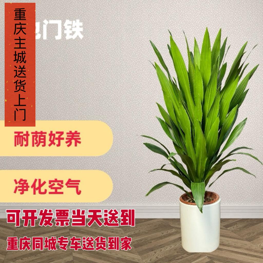 也门铁盆栽铁树盆景客厅办公室内阳台植物好养盆栽四季常青重庆