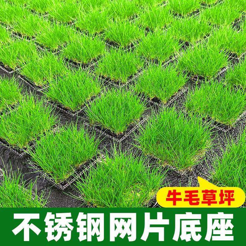 迷你牛毛水草鱼缸专用造景草坪草皮前景草阴性活牛毛网片真草草缸