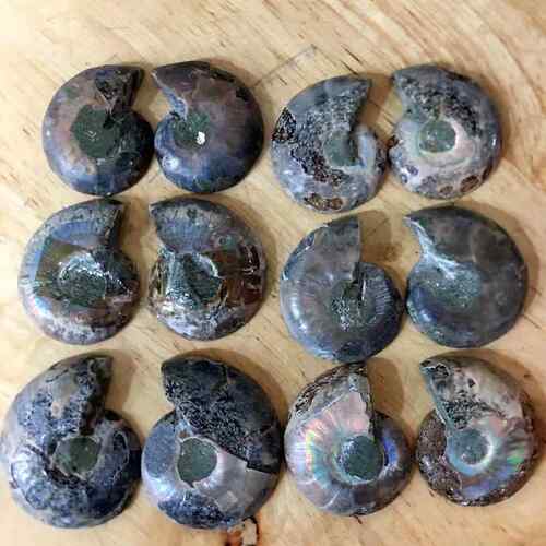 天然斑彩螺菊石角石化石原石标本海洋古生物动物教学礼品家居摆件