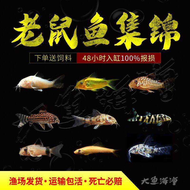 观赏活体鼠鱼清道夫清洁鱼咖啡鼠白鼠鱼三间鼠花老鼠熊猫鼠豹纹鼠,宠物/宠物食品及用品,观赏鱼饲料,淘宝优惠券,粉丝福利购,淘宝优惠卷