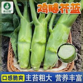 广东鸡腿芥兰菜种子春秋阳台易播四季芥菜孑甜脆蔬菜盆栽芥蓝菜种