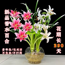 香水百合驱蚊莲花多季开花水养，花卉室内客厅，绿植浓香种球