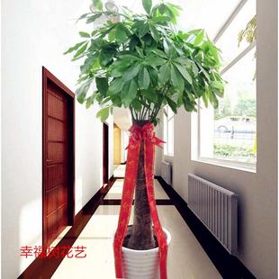 发财树盆栽家里植物开业乔迁送礼客厅办公室大型绿植吸甲醛花卉