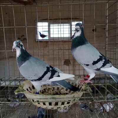 鸽子活体种鸽信鸽李鸟阿腾桑杰士吴淞黄金甲森林黑詹森盖比克拉克