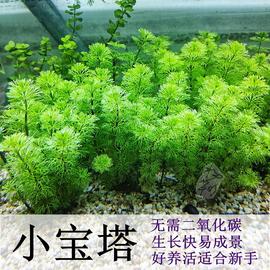 小宝塔水草鱼缸草缸造景植物真草活阴性新手增氧生长快后景好养