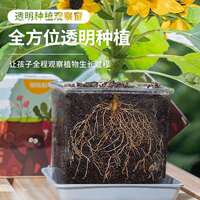 儿童种植小盆栽室内阳台植物迷你幼儿园开学根系生长观察窗易发芽