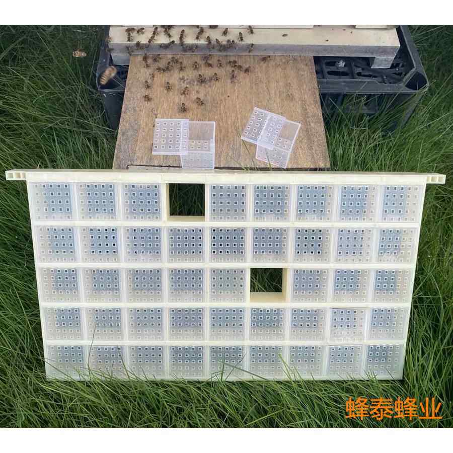 蜜蜂多功能塑料储王器 多王关王器蜂王存储器囚王笼45格储王器