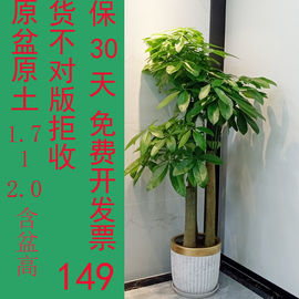 三杆发财树盆栽室内客厅大型盆景，办公室净化空气，绿植开业植物