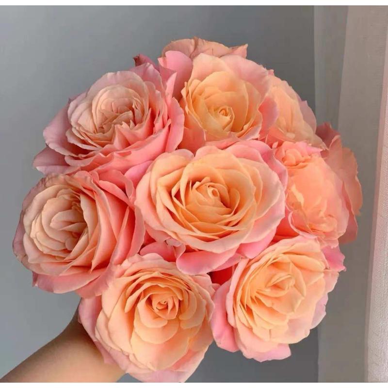 猪猪小姐一加仑带盆发货包邮