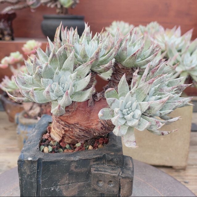 多肉植物仙女杯漠然依