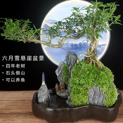 老桩福建景茶山水盆植室内客月厅BZQ办公室物盆栽假山小绿植六雪