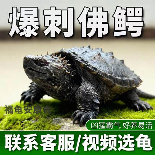 纯佛鳄龟爆刺乌龟活物暴刺小龟苗北美杂佛幼苗凶猛活泼宠物原种鄂