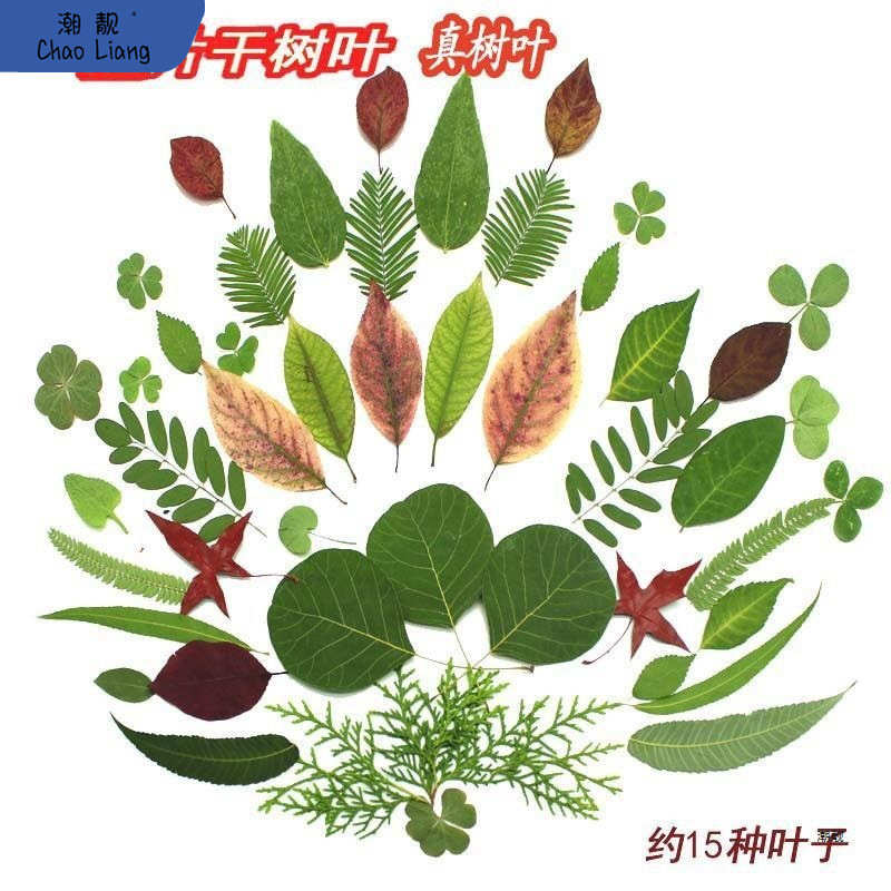 天然干树叶真树叶标本手工装饰材料幼儿园贴画材料花朵已图片
