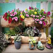 户外院特多肉盆庭花箱创意景观造景阳台UGE大号花大枯木木头花槽