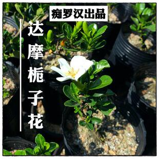 （痴罗汉）达摩栀子花 喜黛誉 清誉 南昆山 一寸法师 水横枝盆栽