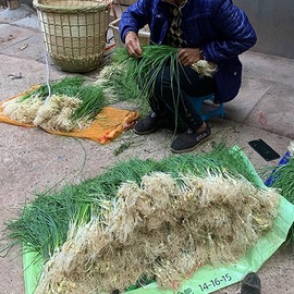 湖南湘西新鲜野葱野菜，现挖小根蒜胡葱沙葱，当季麻阳香葱苦非藠头