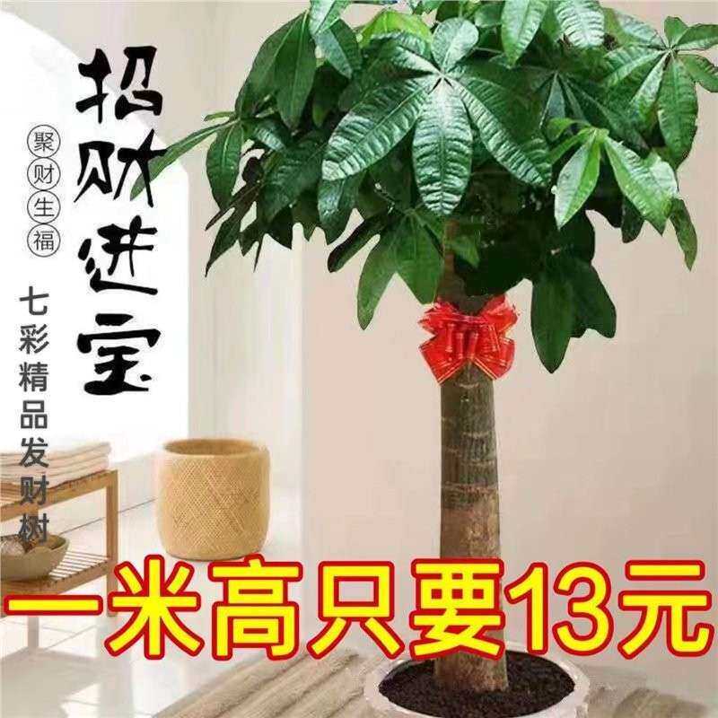 发财树粗杆办公室客厅大发财树盆栽大客厅绿植室内外盆景净化空气